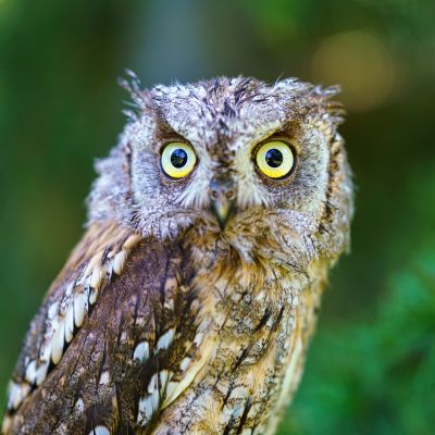 Zwergohreule (1 von 1)